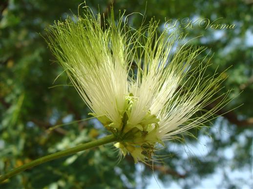  Flower head
